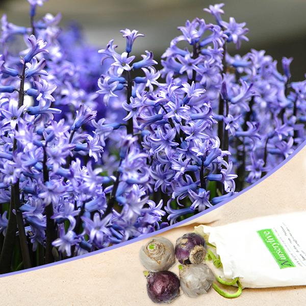 Hyacinth (Blue Multiflora) - Bulbs (set of 5)