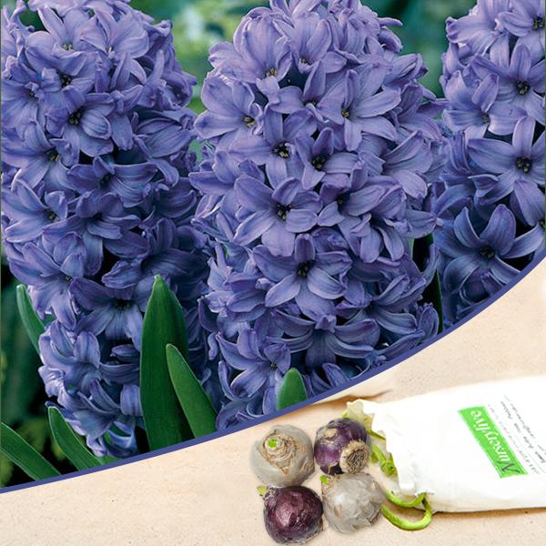 Hyacinth Delft (Blue) - Bulbs (set of 5)