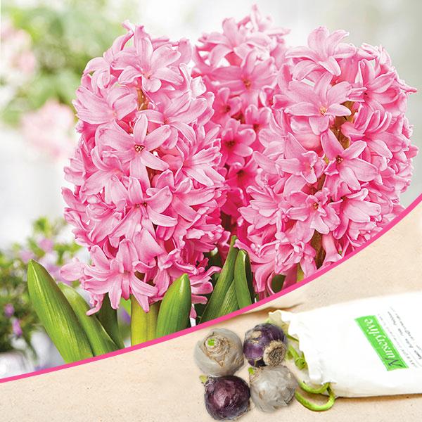 Hyacinth Fondant (Baby Pink) - Bulbs (set of 5)