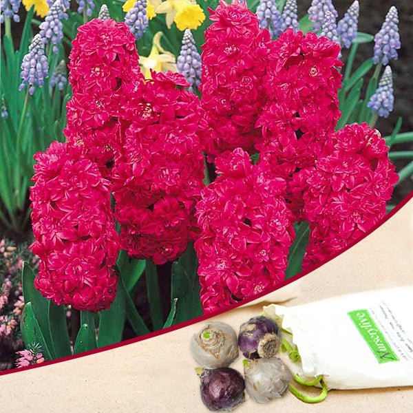 Hyacinth Hollyhock Double (Pink) - Bulbs (set of 5)