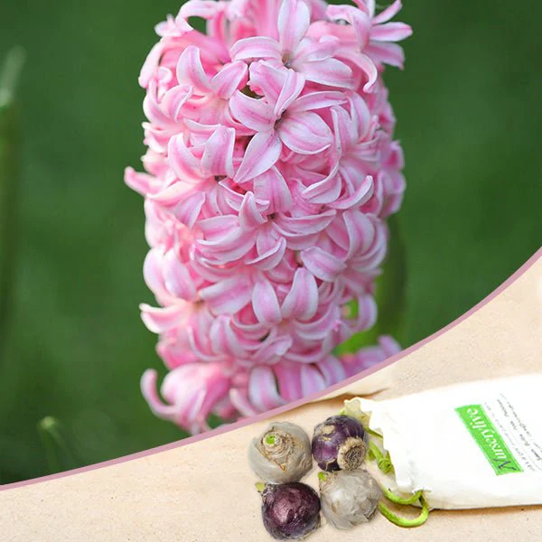 Hyacinth Lady Derby (Baby Pink) - Bulbs (set of 5)