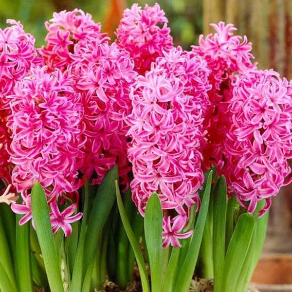 Hyacinth (Pink Pearl) - Bulbs