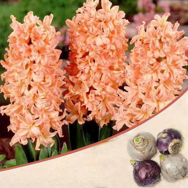 Hyacinth Odysseus (Orange) - Bulbs