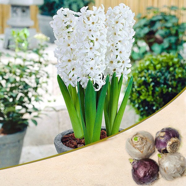 Hyacinth (White Pearl) - Bulbs