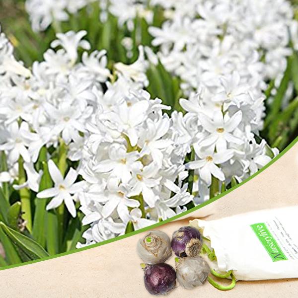 Hyacinth (White Multiflora) - Bulbs (set of 5)