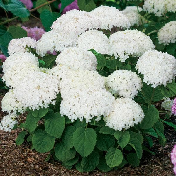 Hydrangea Arborescens, Smooth Hydrangea (White) - Plant