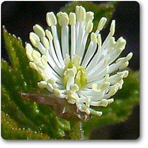 Hydrastis canadensis - Plant