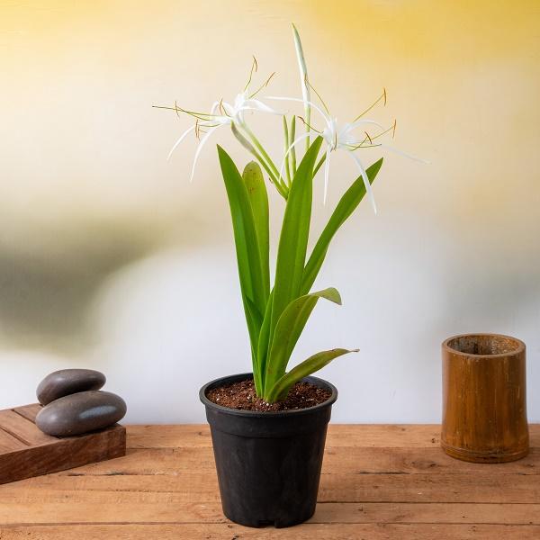 Hymenocallis Caribaea, Spider Lilly - Plant