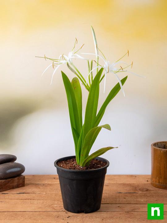 Hymenocallis Caribaea, Spider Lilly - Plant - Image 2