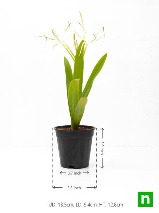Hymenocallis Caribaea, Spider Lilly - Plant - Image 3