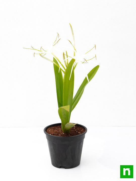 Hymenocallis Caribaea, Spider Lilly - Plant - Image 4