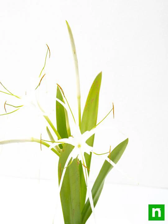 Hymenocallis Caribaea, Spider Lilly - Plant - Image 5