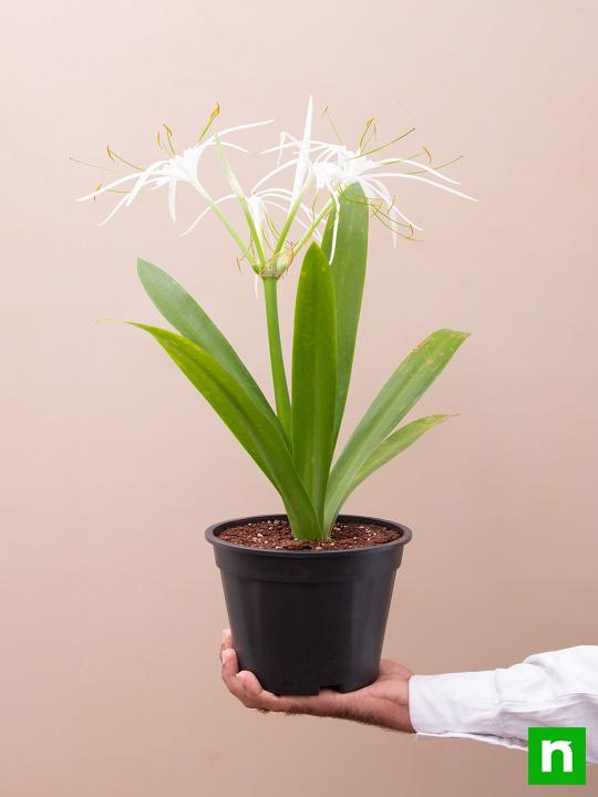 Hymenocallis Caribaea, Spider Lilly - Plant - Image 6