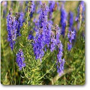 Hyssopus officinalis - Plant