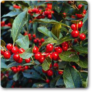 Ilex verticillata - Plant