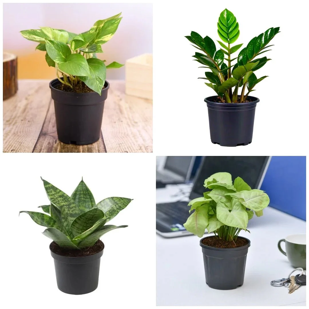 Independence Day Special (4 Plants Pack) - Image 2