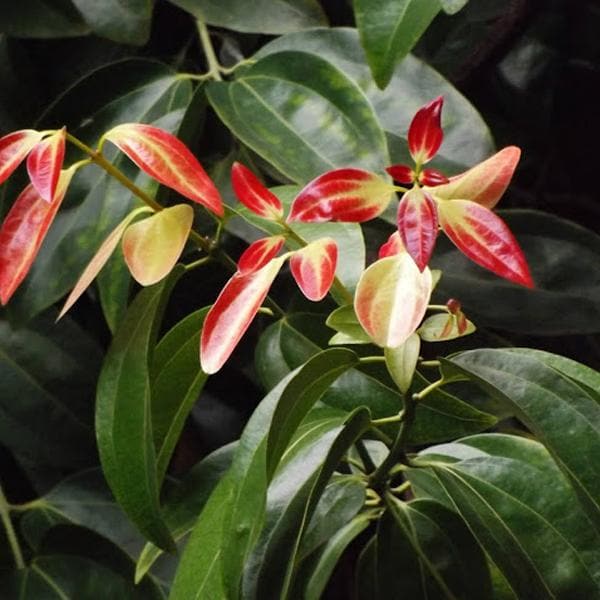 Indian Cinnamon - Plant