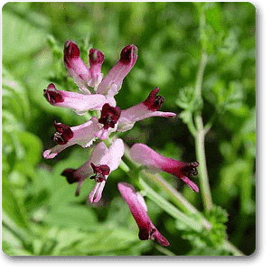 Indian Fumitory - Plant