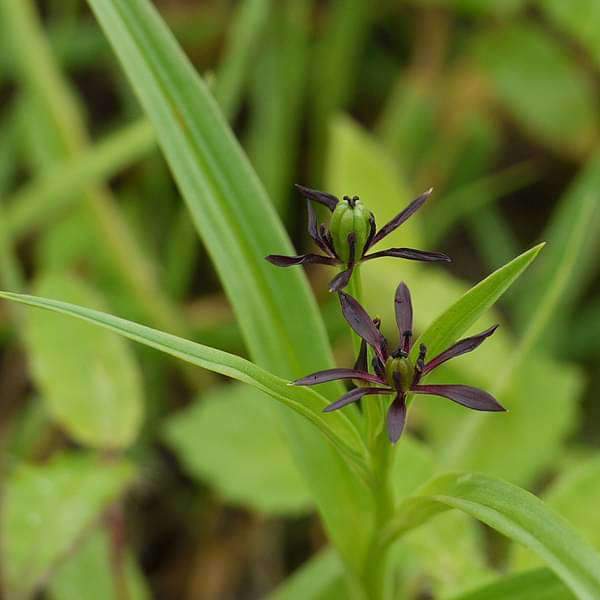 Iphigenia, Ran Lahsun - Plant