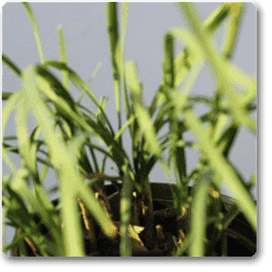 Iphigenia, Ran Lahsun - Plant - Image 2