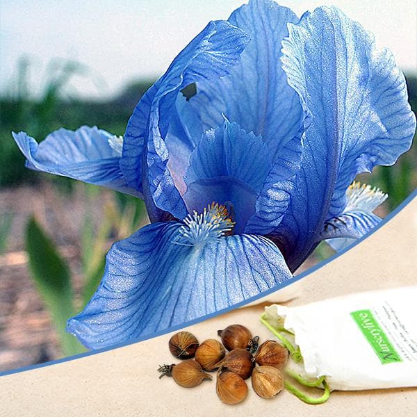 Iris (Blue) - Bulbs (set of 5)