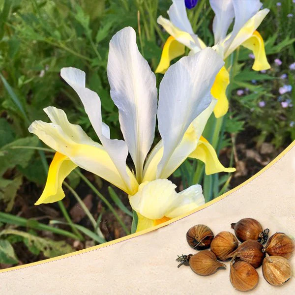 Iris Casablanca (White, Yellow) - Bulbs (set of 5)
