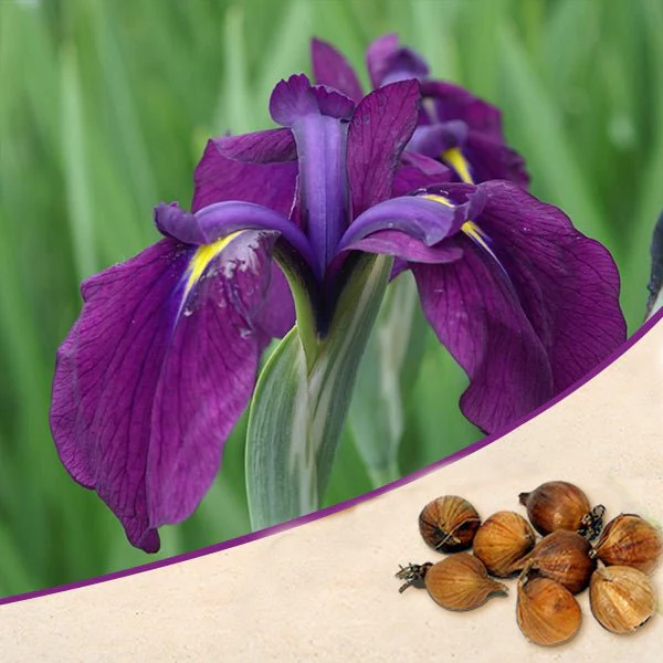 Iris kaempferi, Iris Ensata (Purple) - Bulbs (set of 5)
