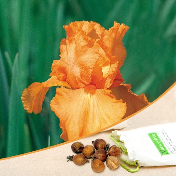 Iris (Orange) - Bulbs (set of 5)