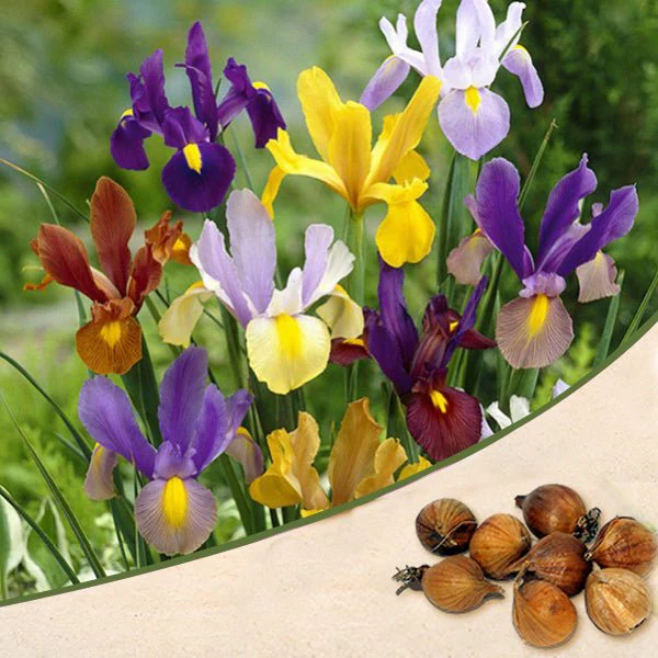 Iris (Random Color) - Bulbs