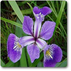 Iris versicolor - Plant