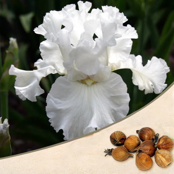 Iris (White) - Bulbs (set of 5)