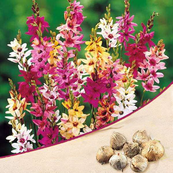 Ixia (Random Color) - Bulbs