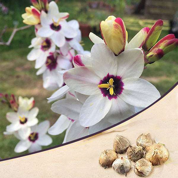 Ixia Spotlight (White) - Bulbs (set of 5)