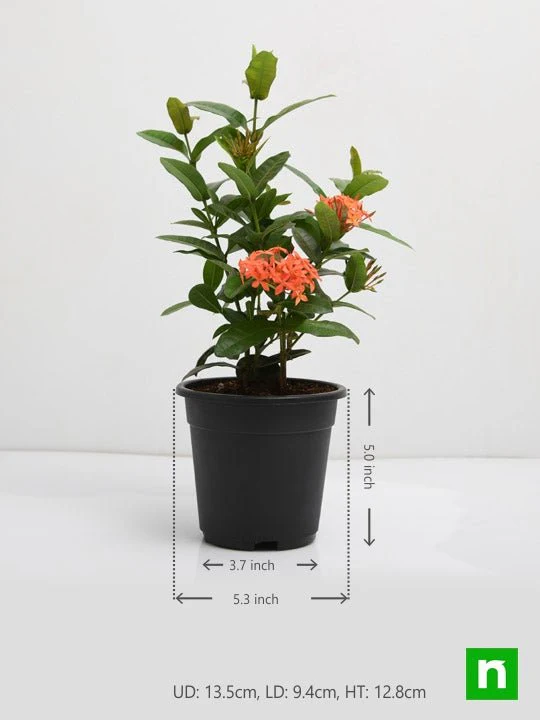 Ixora dwarf (Orange) - Plant - Image 3