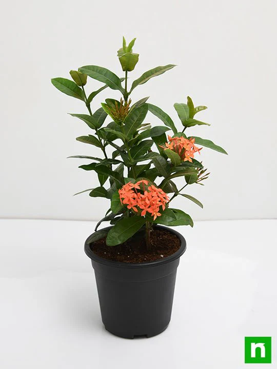 Ixora dwarf (Orange) - Plant - Image 4