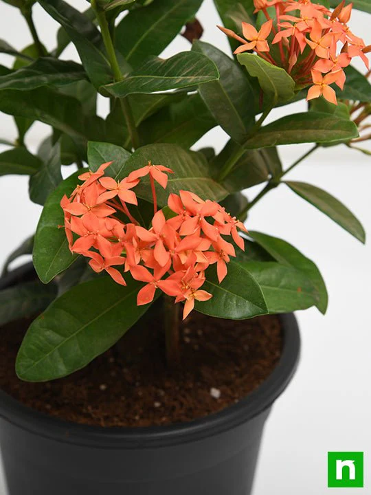 Ixora dwarf (Orange) - Plant - Image 5