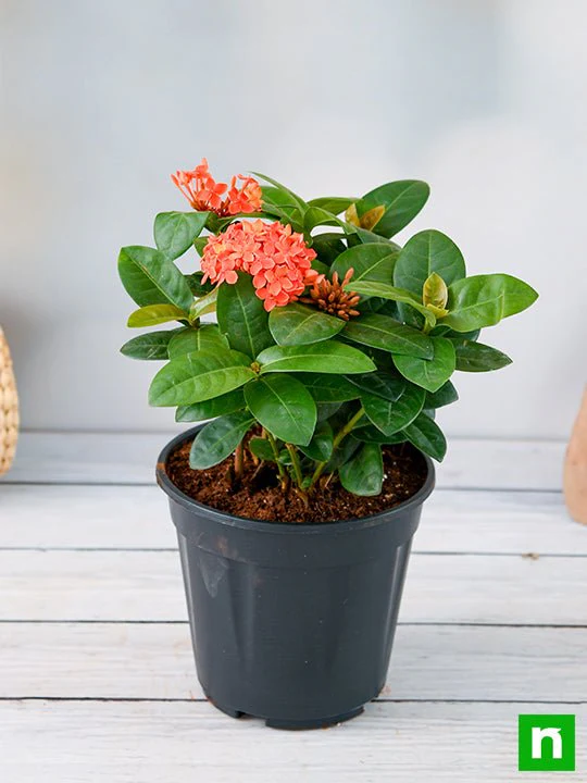 Ixora Dwarf (Peach) - Plant - Image 2