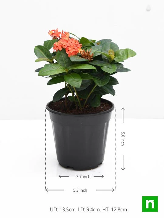 Ixora Dwarf (Peach) - Plant - Image 3