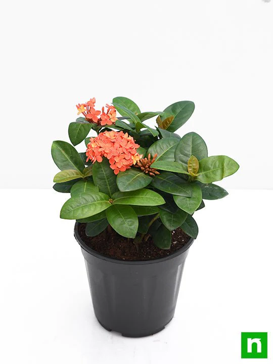 Ixora Dwarf (Peach) - Plant - Image 4