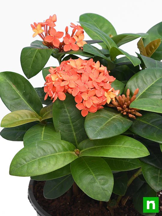 Ixora Dwarf (Peach) - Plant - Image 5