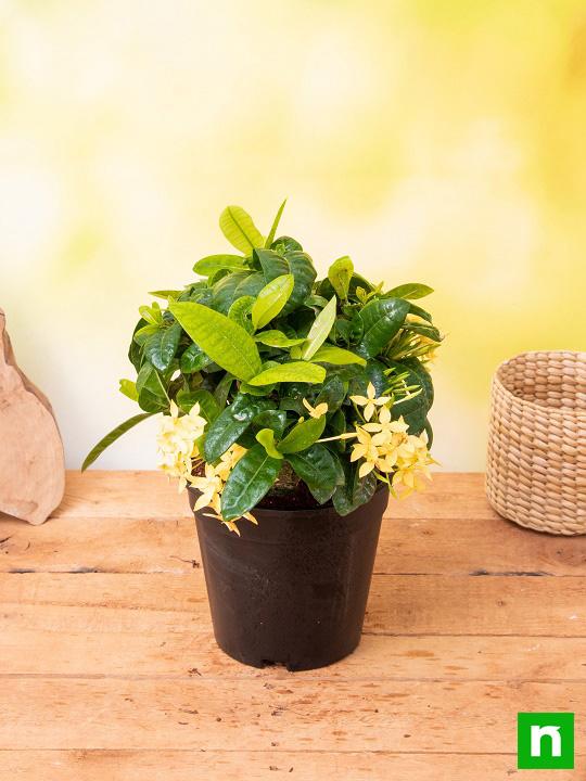 Ixora Dwarf (Yellow) - Plant - Image 2