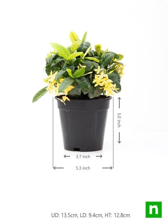 Ixora Dwarf (Yellow) - Plant - Image 3