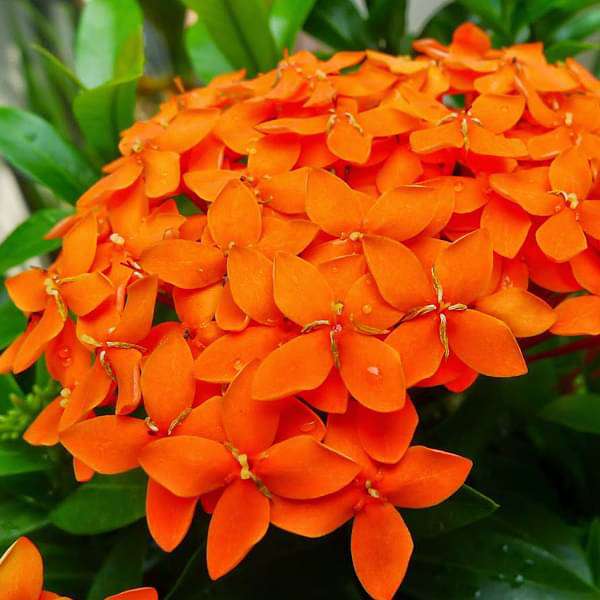 Ixora Long, Singapuri Ixora (Orange) - Plant