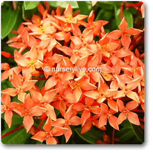 Ixora Long, Singapuri Ixora (Orange) - Plant - Image 2