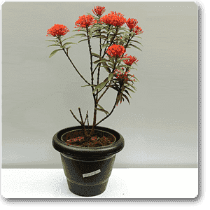 Ixora Long, Singapuri Ixora (Orange) - Plant - Image 3