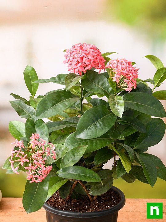 Ixora Long, Singapuri Ixora (Pink) - Plant - Image 2