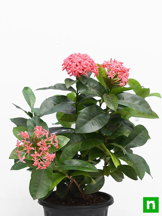 Ixora Long, Singapuri Ixora (Pink) - Plant - Image 3