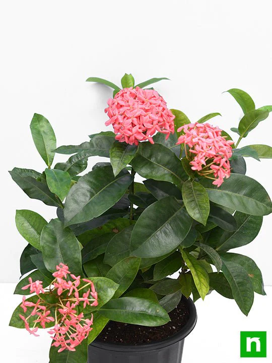 Ixora Long, Singapuri Ixora (Pink) - Plant - Image 4