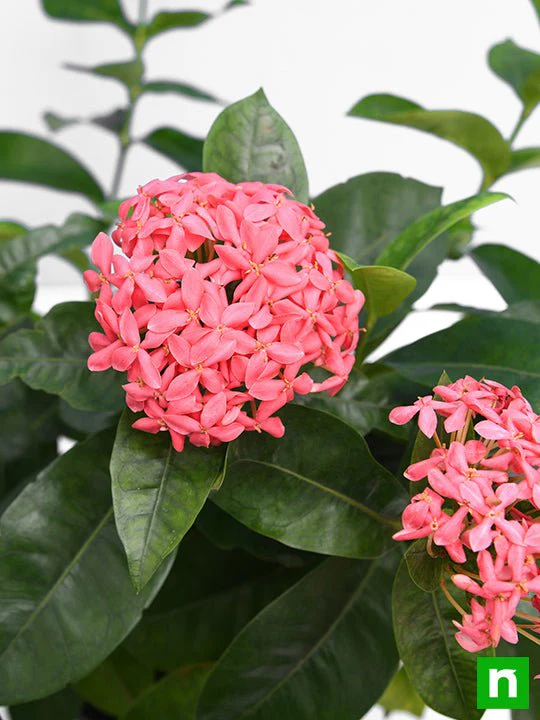 Ixora Long, Singapuri Ixora (Pink) - Plant - Image 5