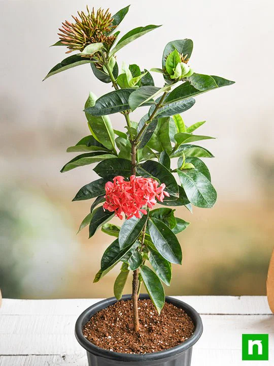 Ixora Long, Singapuri Ixora (Red) - Plant - Image 2